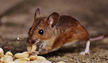 24 Hour & Emergency Exterminators in Saint Marys, WV